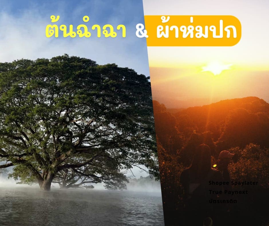 ผ้าห่มปก & ล่องเรือชมต้นฉำฉา